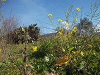 cantara piccole gole19022012 072